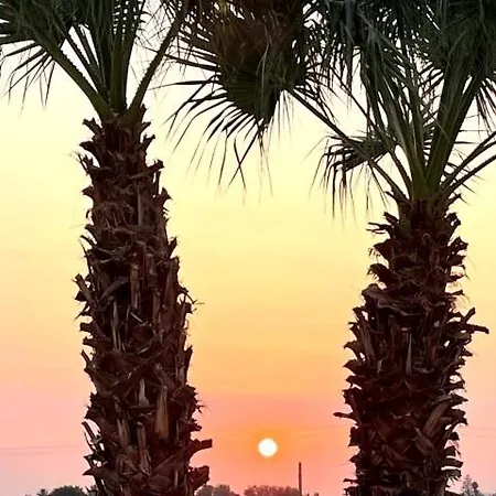 Judith شيكلي